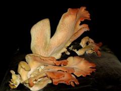 149 MUSEE DU CHAMPIGNON A  SAUMUR 2016 2_000006